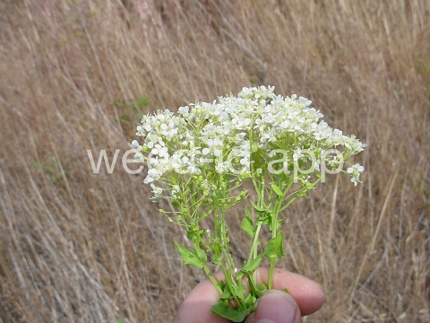 cress, hoary